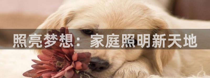 照亮梦想：家庭照明新天地